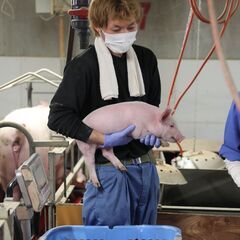 【未経験歓迎】地元安定企業★養豚場で飼養管理スタッフ募集！の画像