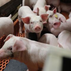 【未経験歓迎】地元安定企業★養豚場で飼養管理スタッフ募集！の画像