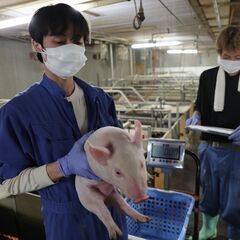 【未経験歓迎】地元安定企業★養豚場で飼養管理スタッフ募集！の画像