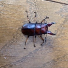 アスタコイデスノコギリクワガタ