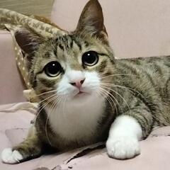 おめ目くりくりの男の子
