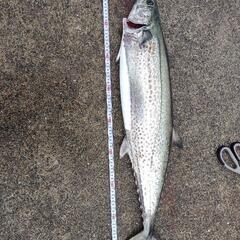 釣り仲間募集中です