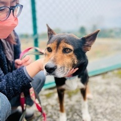 家族に迎えてください、