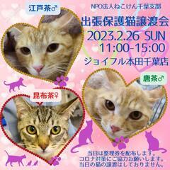 ねこけん千葉支部🐈️保護猫譲渡会開催します！