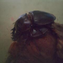 『お取引完了』ヤエヤママルバネクワガタ　幼虫　5頭の画像