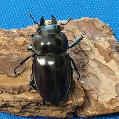 『お取引完了』ヤエヤママルバネクワガタ　幼虫　5頭の画像