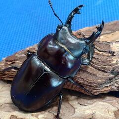 『お取引完了』ヤエヤママルバネクワガタ　幼虫　5頭