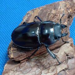 『お取引完了』ヤエヤママルバネクワガタ　幼虫　5頭の画像