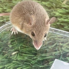 アフリカチビネズミ　ノーマル、ブルー販売