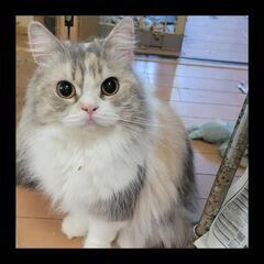 スコティッシュフォールド１才女の子シフォンちゃん