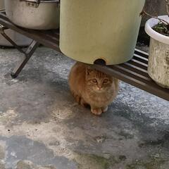 茶トラさん里親さん決まりました。ありがとうございました。