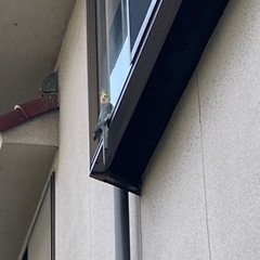 オカメインコ行方不明　みつかりました