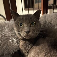 甘えん坊候補のロシアンブルーミックス - 猫