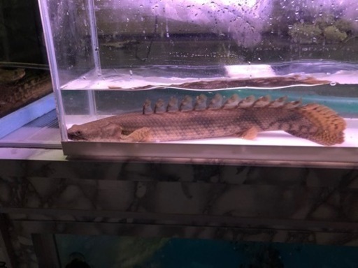 カミハタエンドリケリー約４２センチ前後