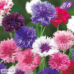 矢車草(苗)