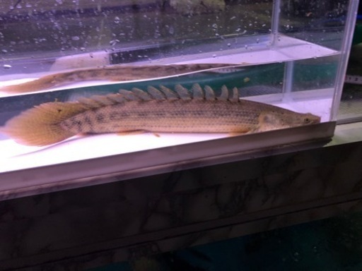 ポリプテルスコリバ？　アンソル？　約３７センチ