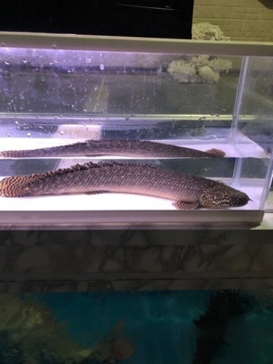 ポリプテルスオルナティ約４０センチ