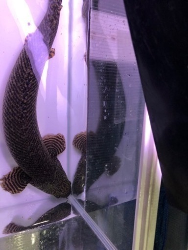 ポリプテルスオルナティ約４０センチ