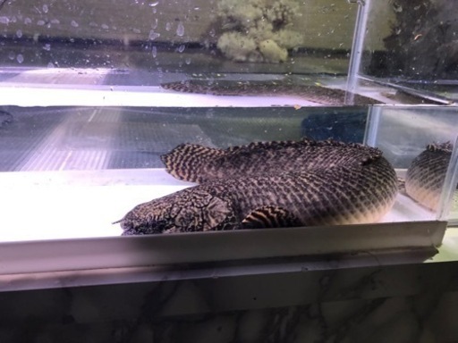 ポリプテルスオルナティ約４０センチ