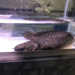 ポリプテルスオルナティ約４０センチ