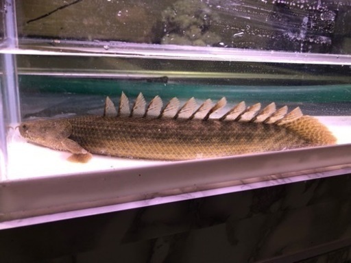 ビキールコリバ約30センチ