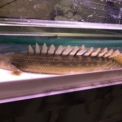 ビキールコリバ約30センチ