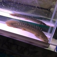ビキールコリバ約30センチの画像