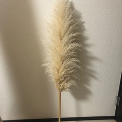 パンパスグラス