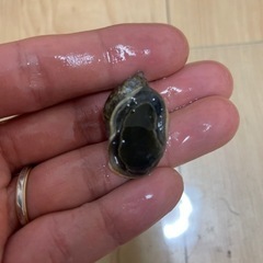 モノアラガイの画像