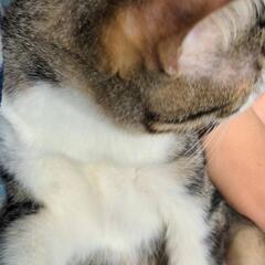 保護猫の里親さん募集届出済み（飼い主不在を確認済み）