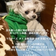 迷子犬です。協力お願いします