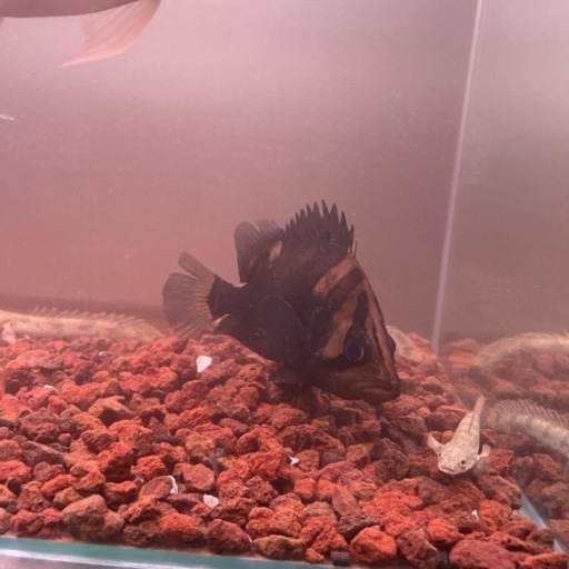 ダトニオスマトラタイガーパーフェクトバンド13センチ