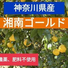湘南ゴールド 10kg 農薬不使用、無施肥