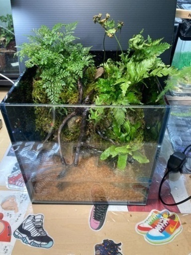 ★メダカ・ベタ飼育にオススメ！！コケリウム・テラリウム完成品★  　2月20日作成