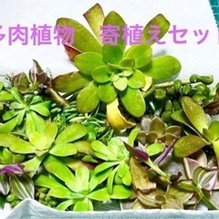 【値下げ】多肉植物　寄植えセット　①