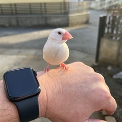手乗り文鳥が迷子となってしまいました
