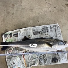 釣り仲間