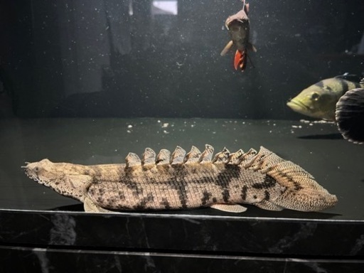 エンドリケリー　ショート　腹ゴマ