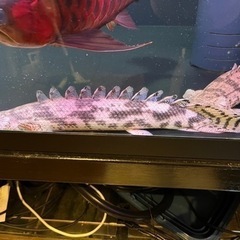 ⭐︎値下げ！エンドリケリー　⭐︎