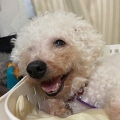 ５月６日（土）犬好きな30代-40代の方犬カフェへ集合♪ - 豊島区