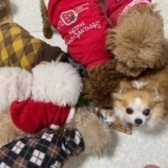 ５月６日（土）犬好きな30代-40代の方犬カフェへ集合♪ - 婚活