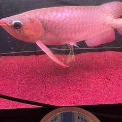アロワナ