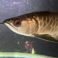 アロワナ