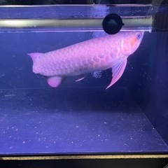 アロワナ