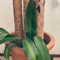 お取引可能　観葉植物　ドラセナ　幸福の木の画像