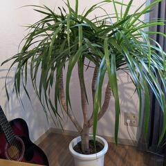 【受付終了】観葉植物　ドラセナ