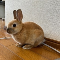 ミニうさぎ3ヶ月