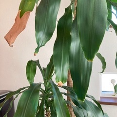 お取引可能　観葉植物　ドラセナ　幸福の木の画像