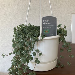 観葉植物　インテリアに　ピレア