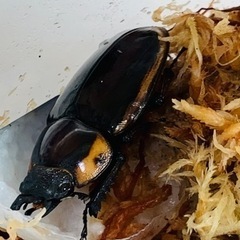 （決まりました）ファブリースノコギリクワガタ　ペアの画像